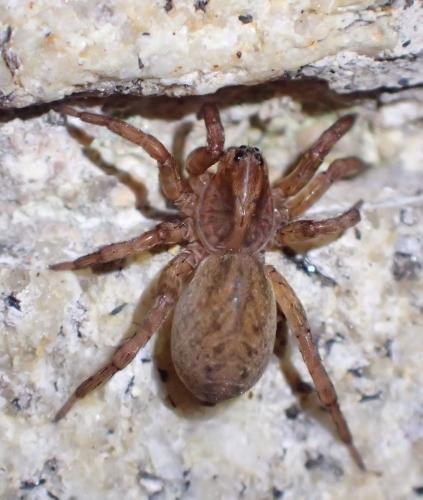 Trochosa sp.